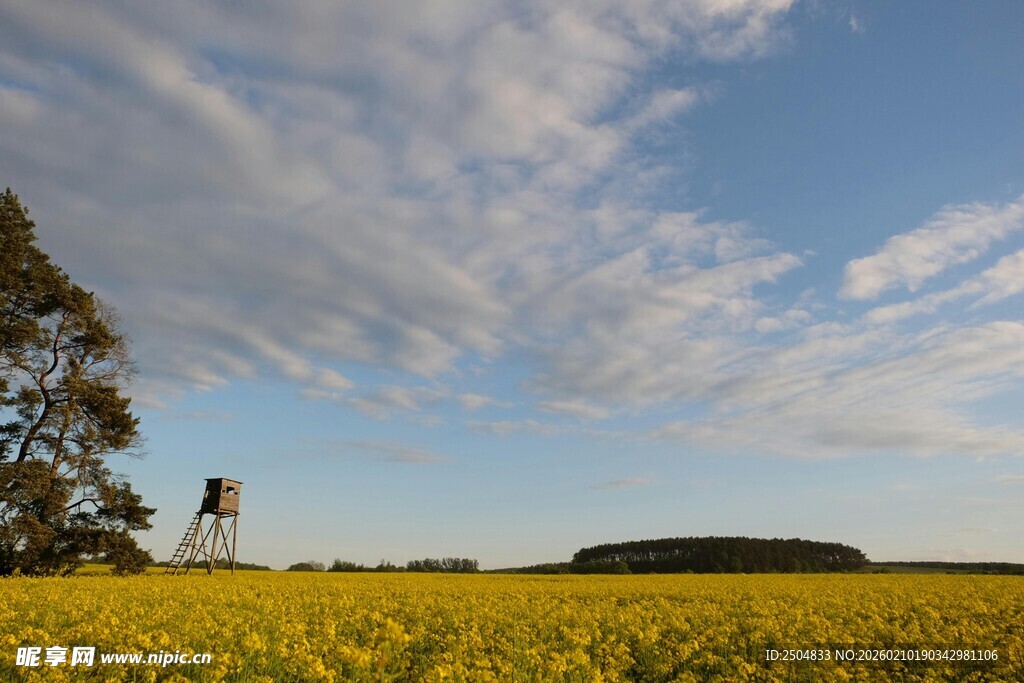 金黄田野与远处风车景观
