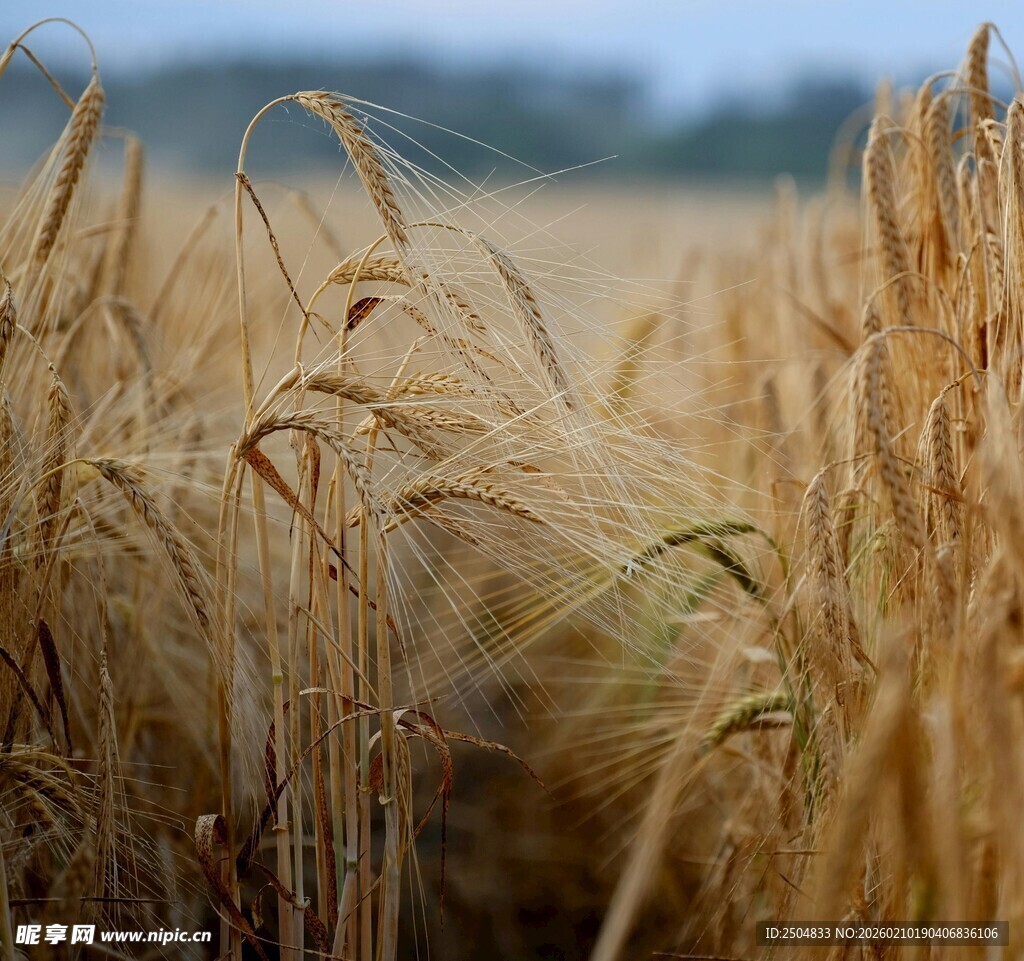 金黄麦田中的成熟麦穗