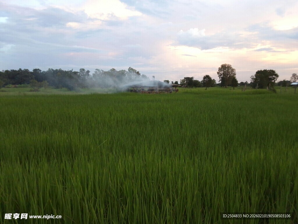 夕阳下的绿色稻田美景