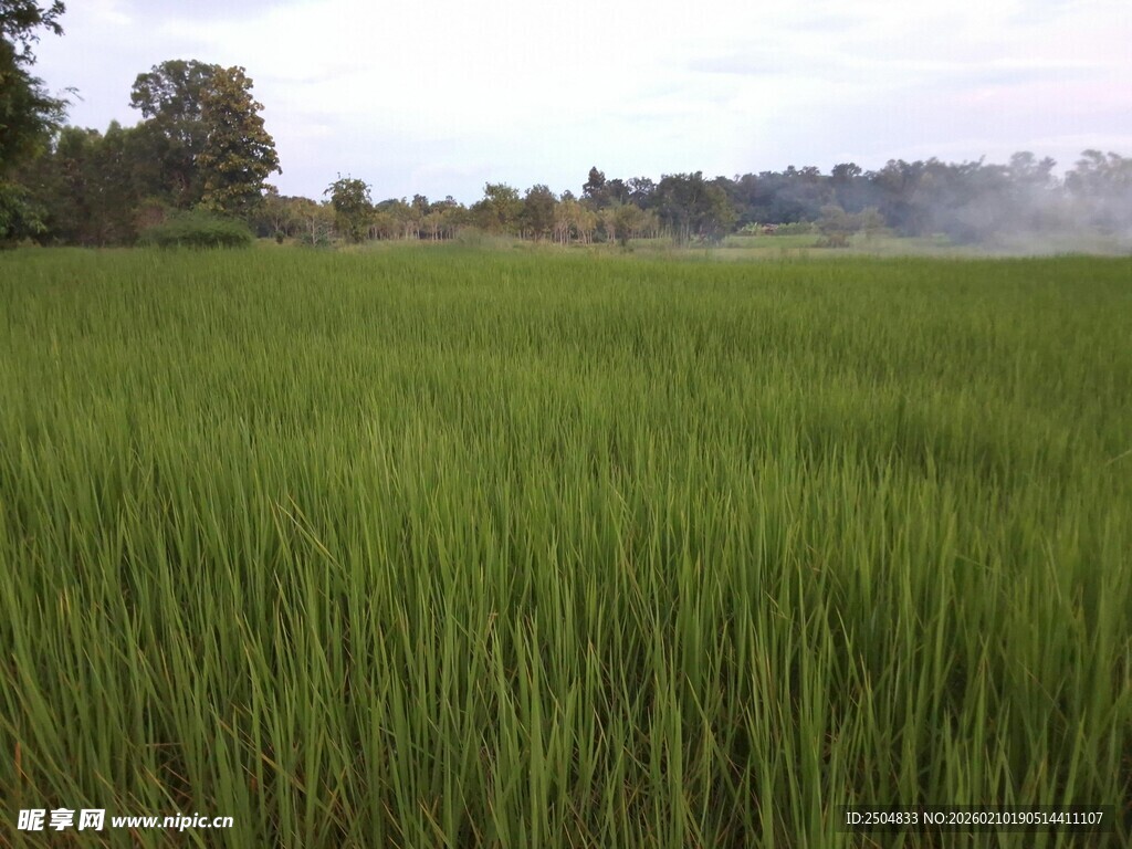 翠绿稻田 展现田园风光