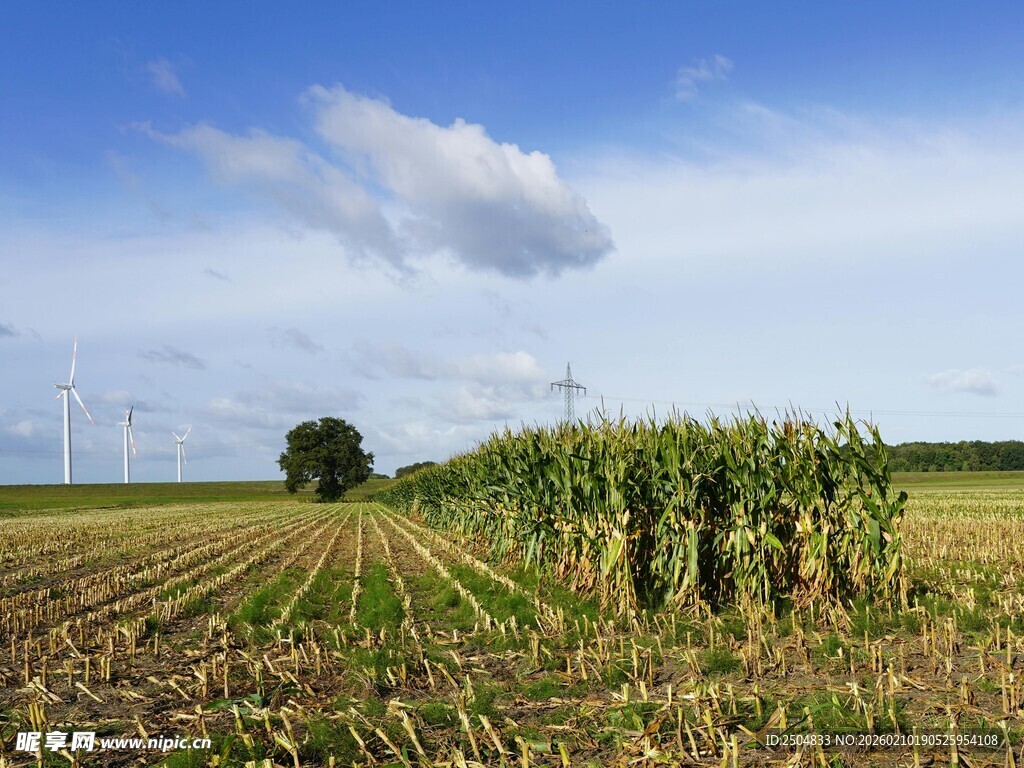 田野中的玉米地与风车