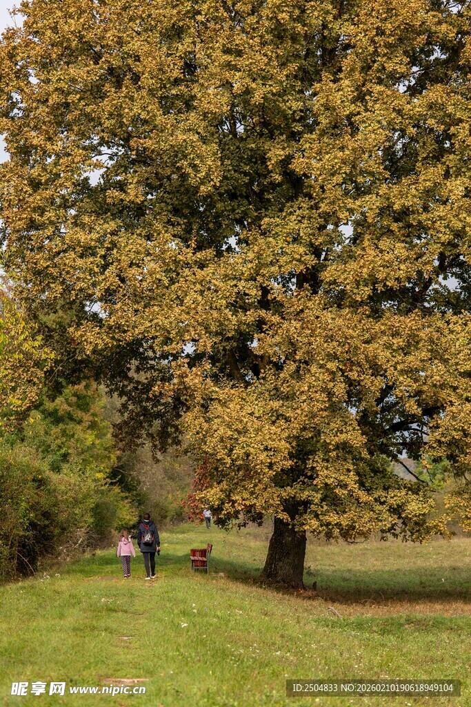秋日公园中的金黄大树