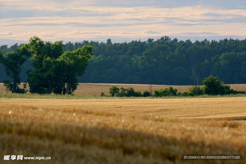 金色麦田与远处葱郁树林