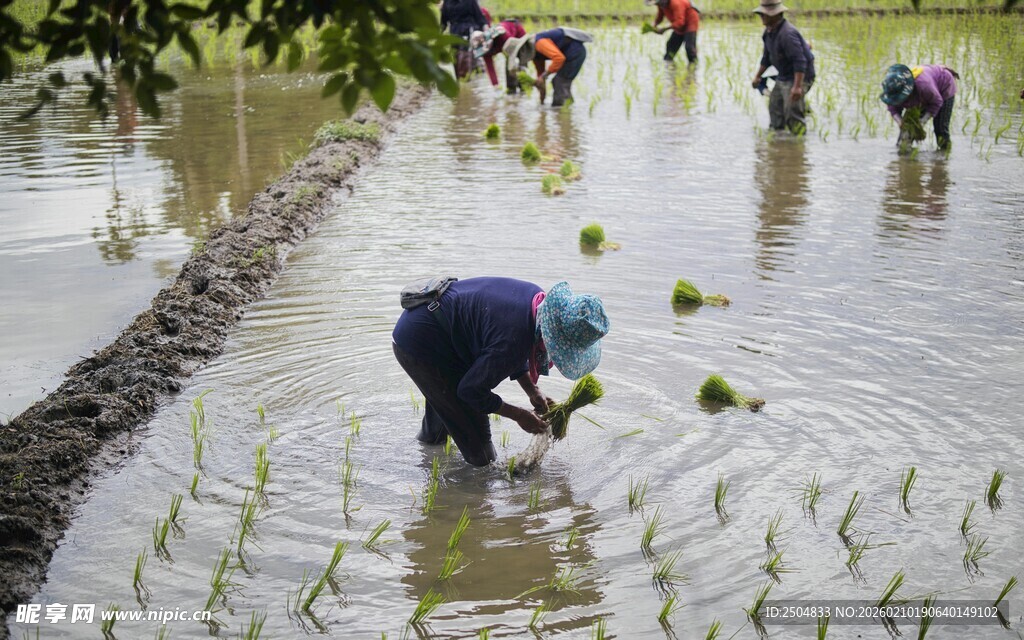 农民水田插秧劳作场景