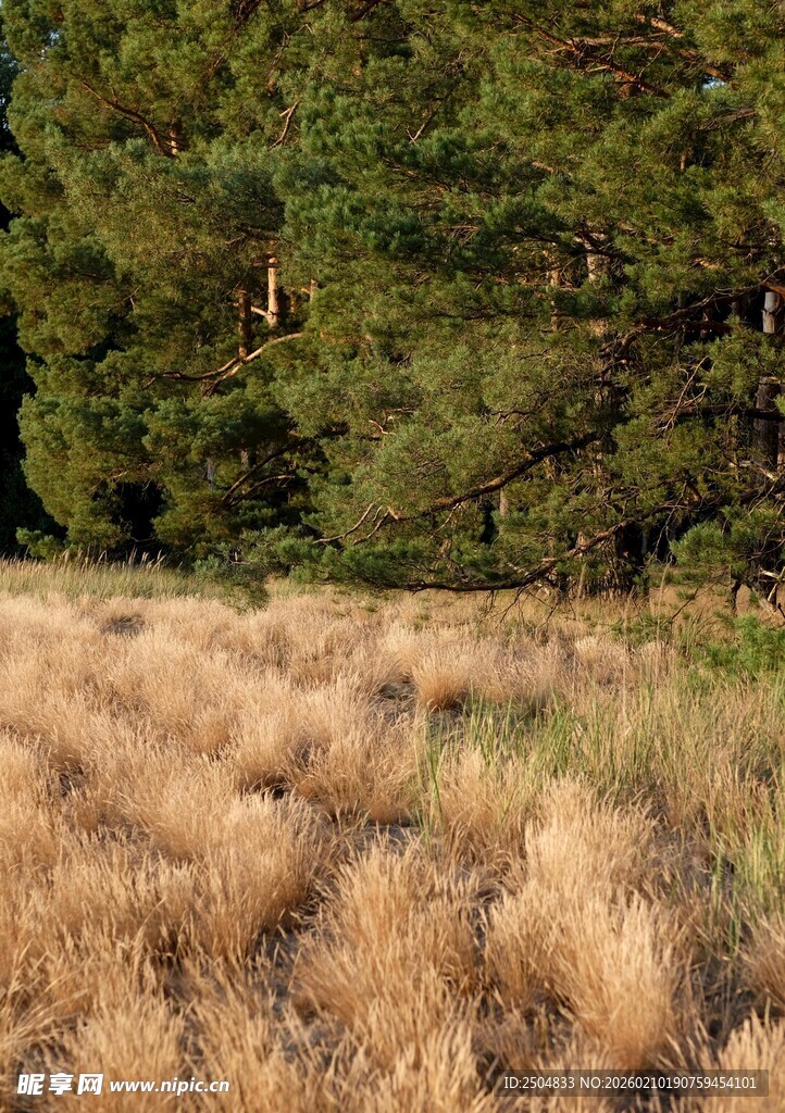 金黄草地旁的茂密树林