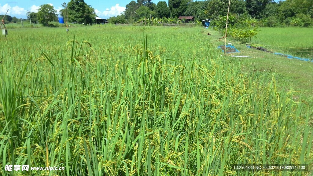 翠绿草地 自然清新景致