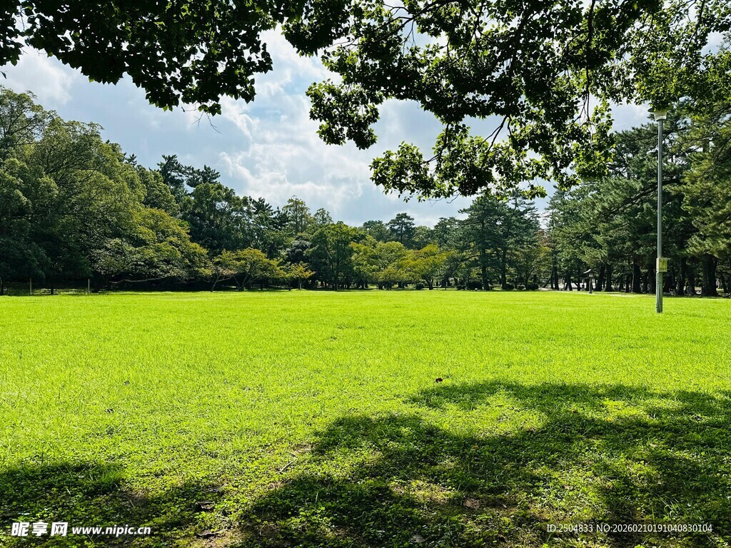 绿意盎然的户外草地风光