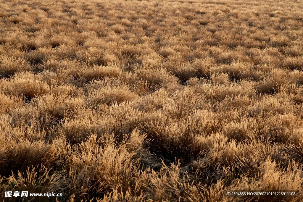 金黄麦田 尽显田园之美