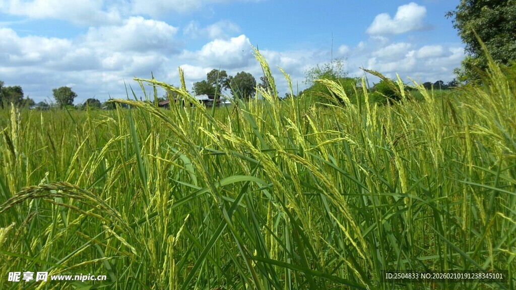 广袤绿野 尽显自然生机