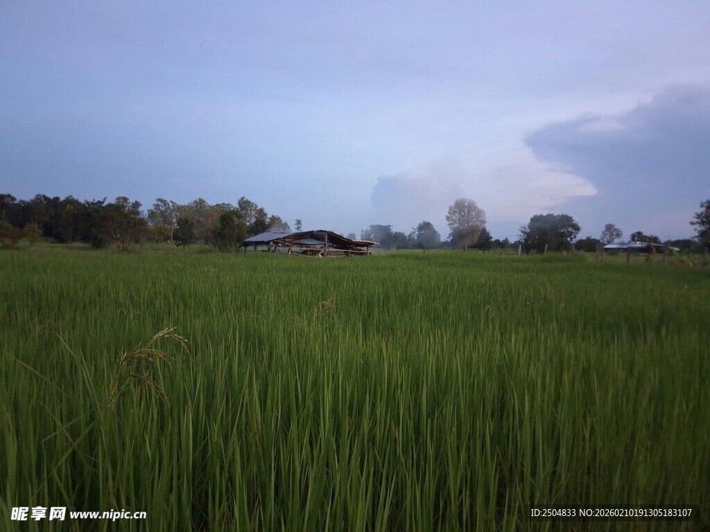广阔稻田与远处天际线