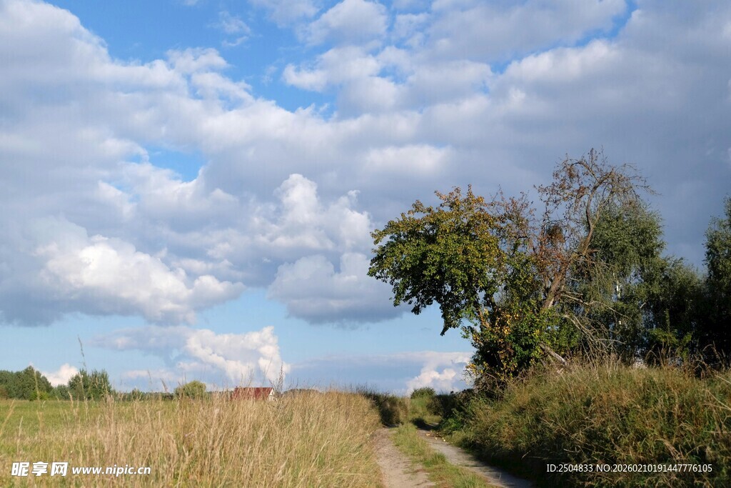 田野间的蓝天白云与草木