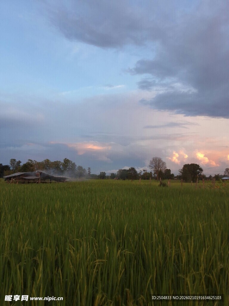 夕阳下的翠绿稻田美景