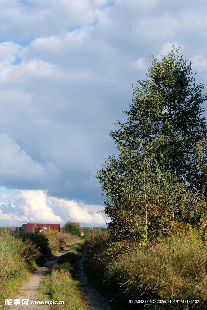 乡村小道边的葱郁树木