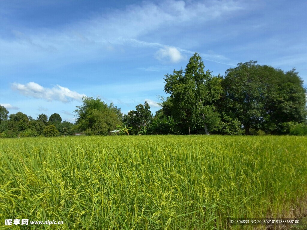 广袤绿野与蓝天绿树