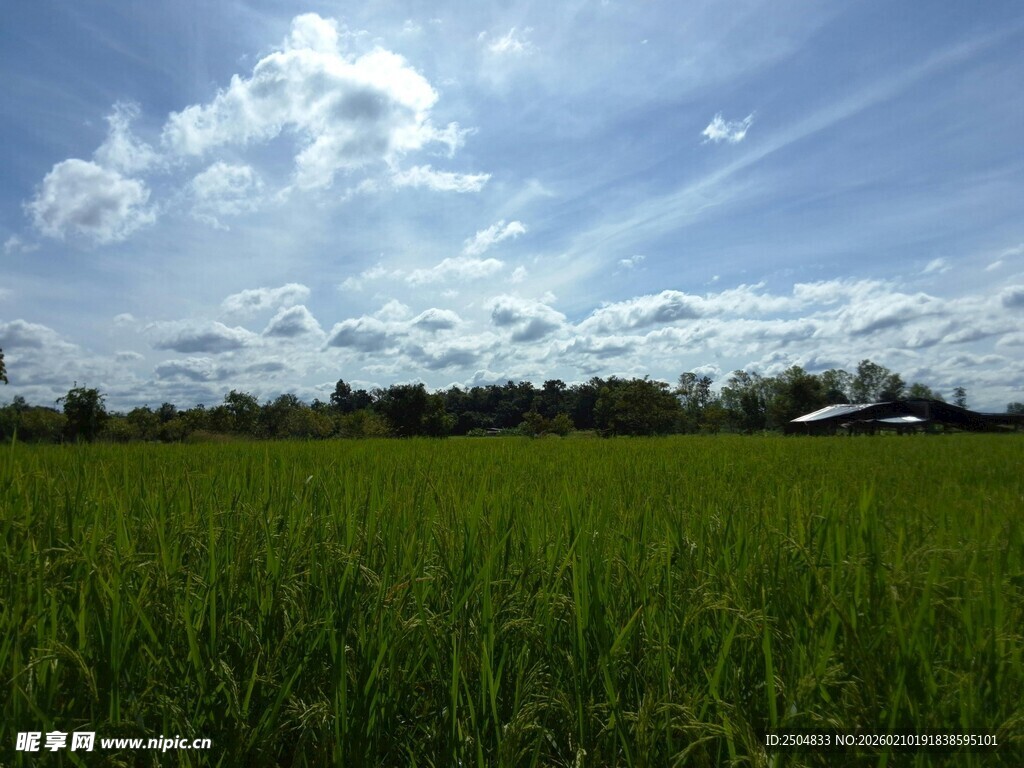 广袤绿野 蓝天白云下稻田