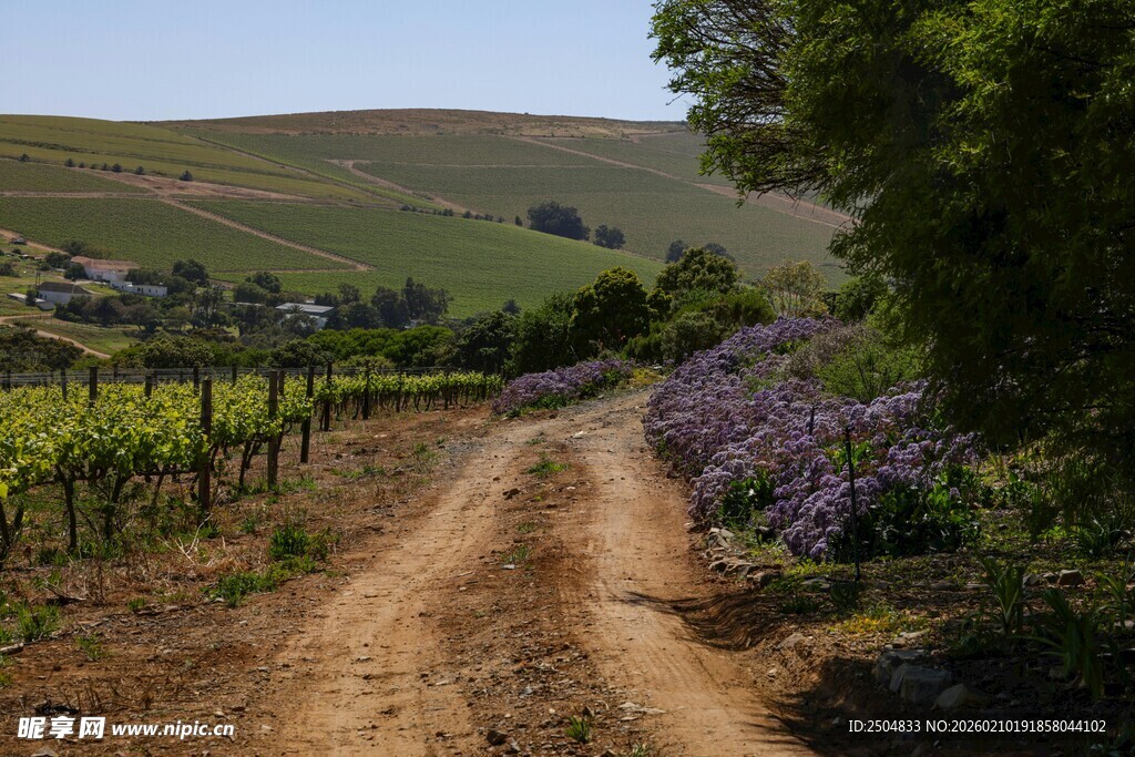 乡间土路旁的烂漫紫色花田