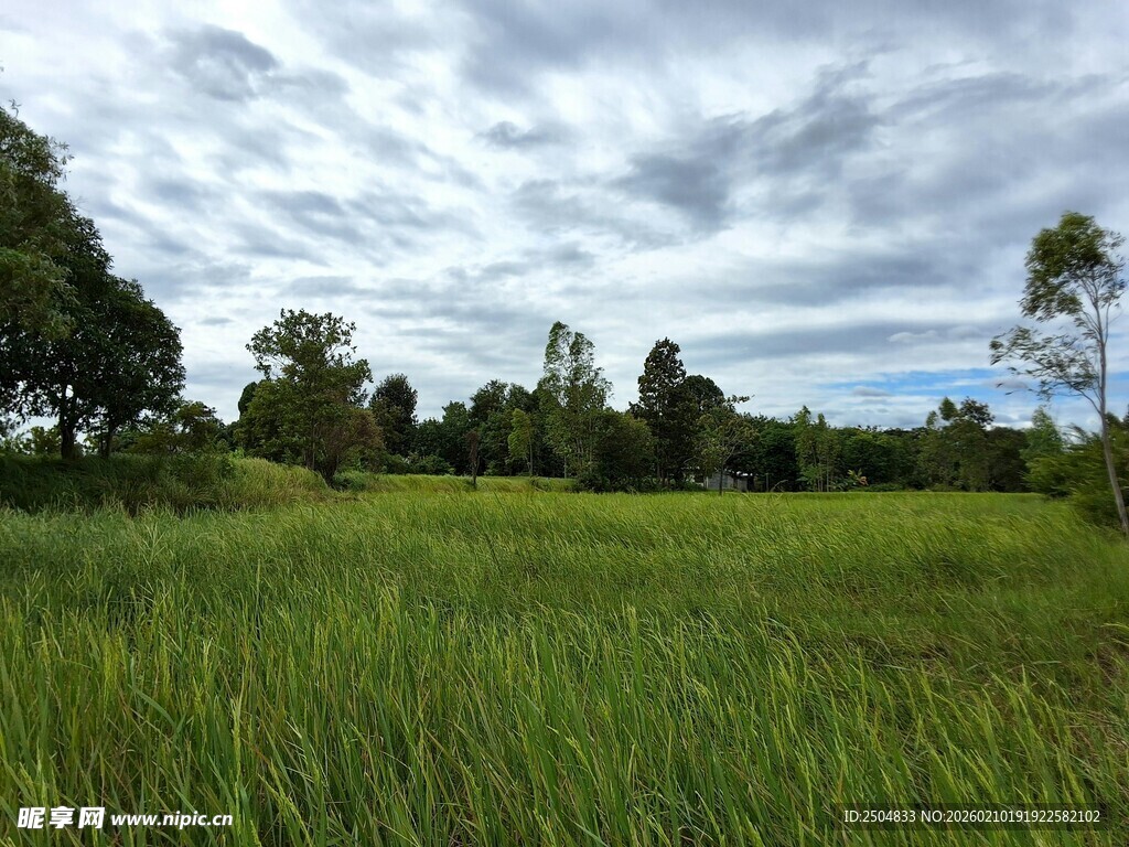 广袤绿野间的清新自然景