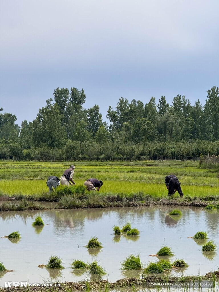 田间插秧忙