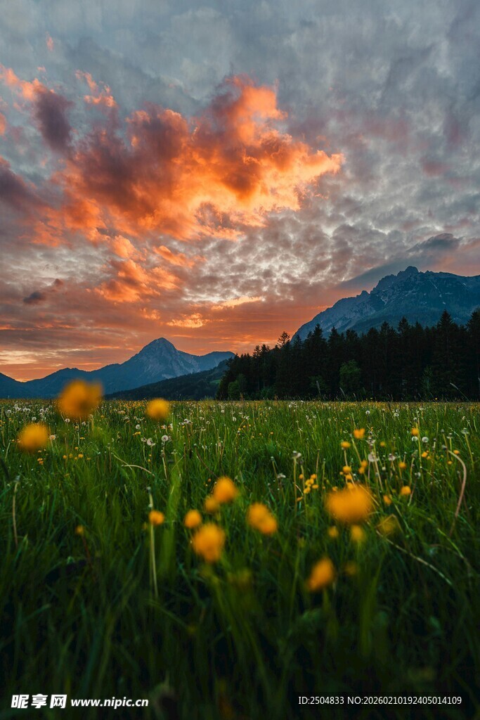 草原日落美景 繁花相伴