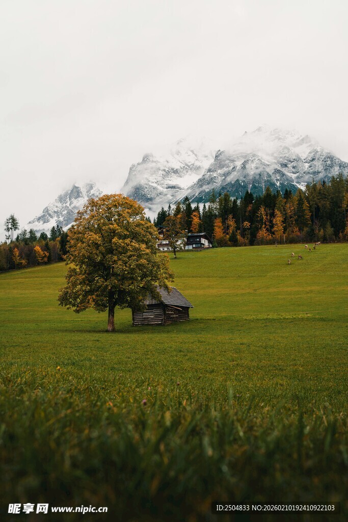 草原上的孤树与远山风景