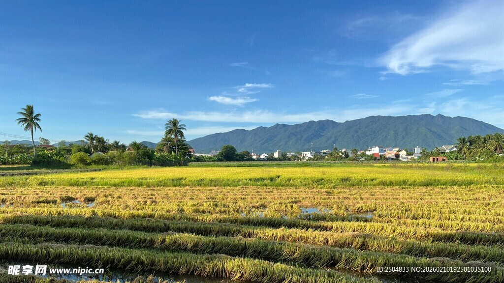 田园风光 金黄稻田与远山