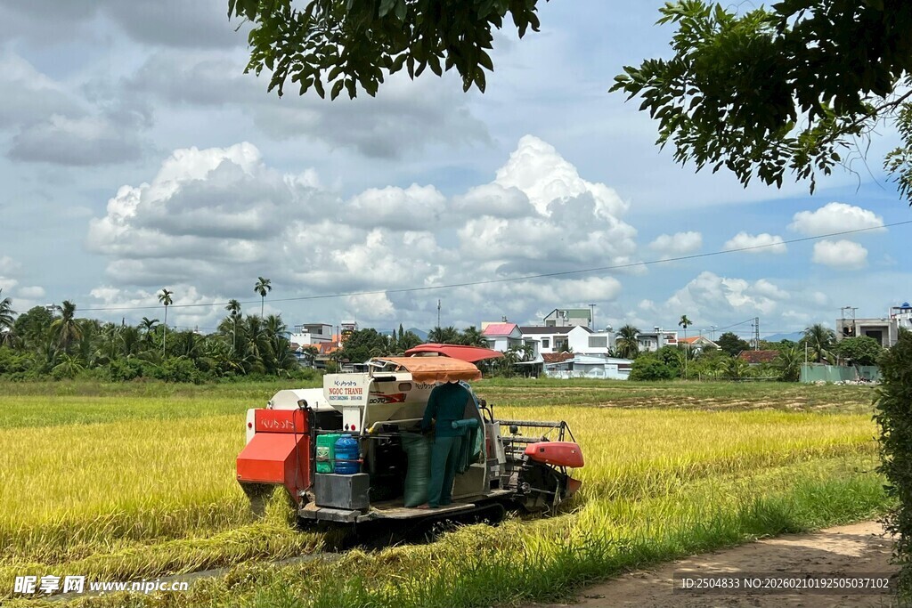 稻田中的 割机作业场景