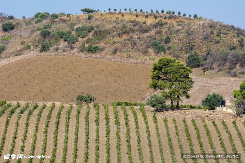 田园风光中的整齐农田