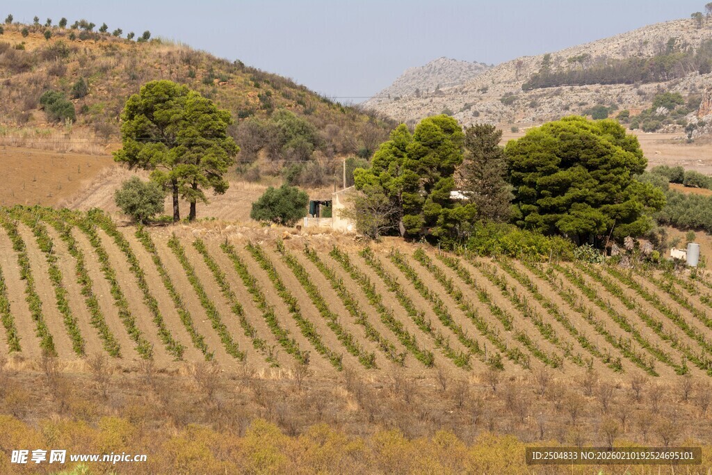 田园风光中的整齐农田