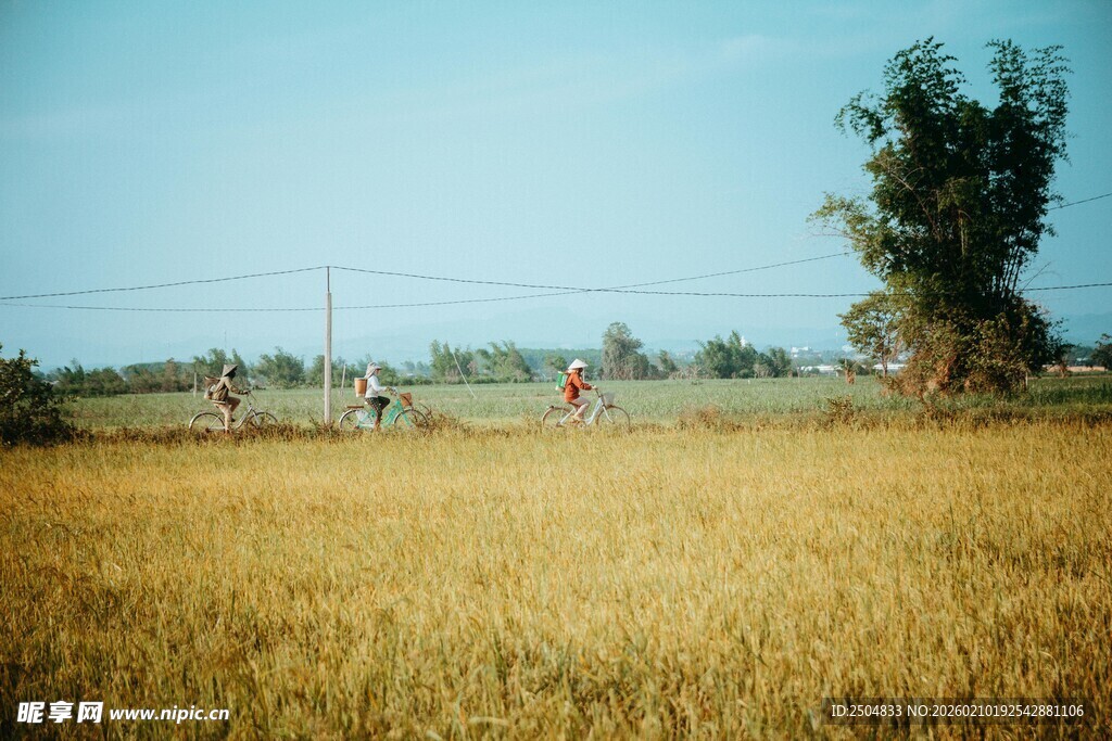 金黄麦田中的劳作景象