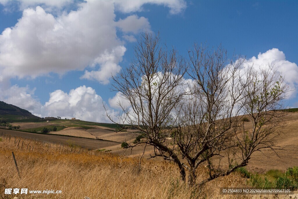 荒野枯树 蓝天之下的孤寂