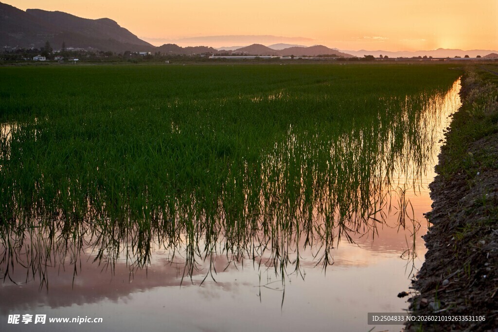 夕阳下的湿地水草景观
