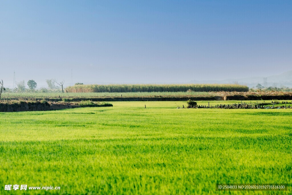 翠绿田野风光