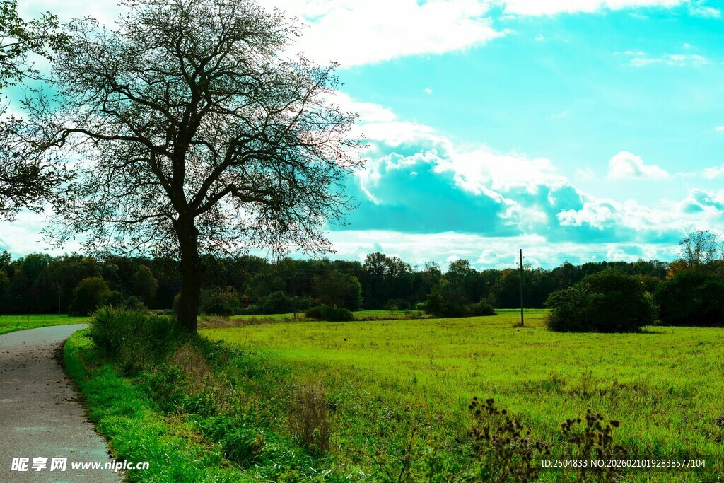 乡间小道旁的开阔绿野