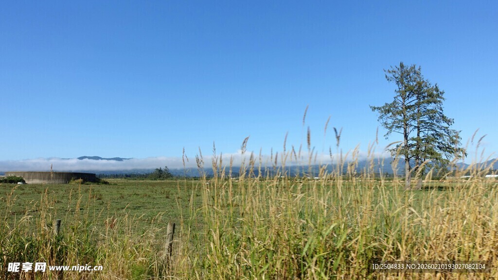 广袤田野边的挺拔树木