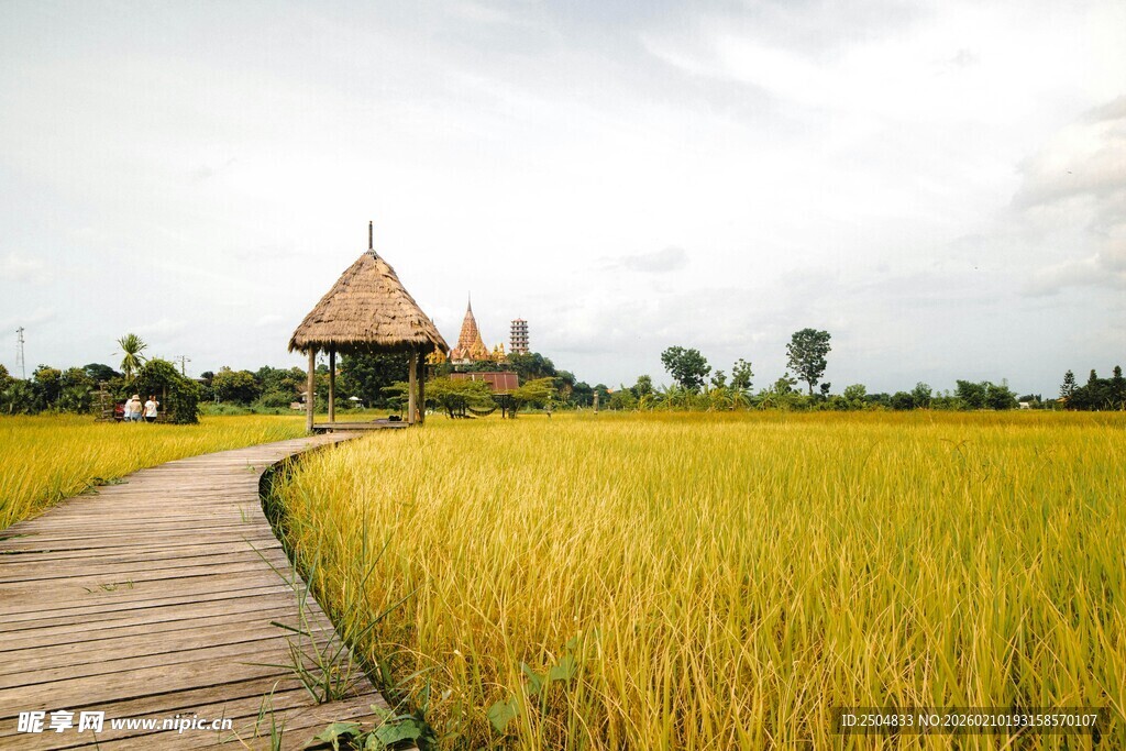 稻田木栈道上的别致小屋