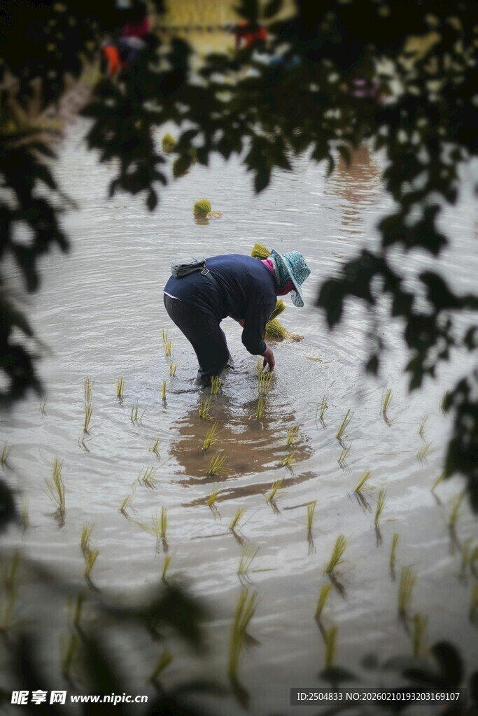 农民水田插秧劳作场景