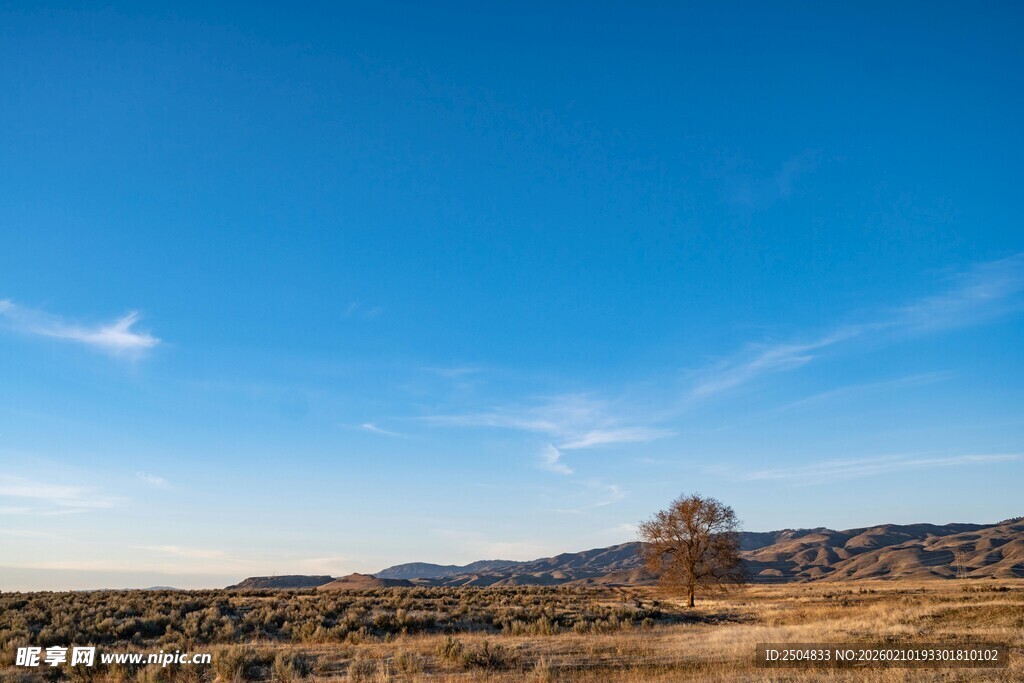 广阔蓝天与旷野中的孤树