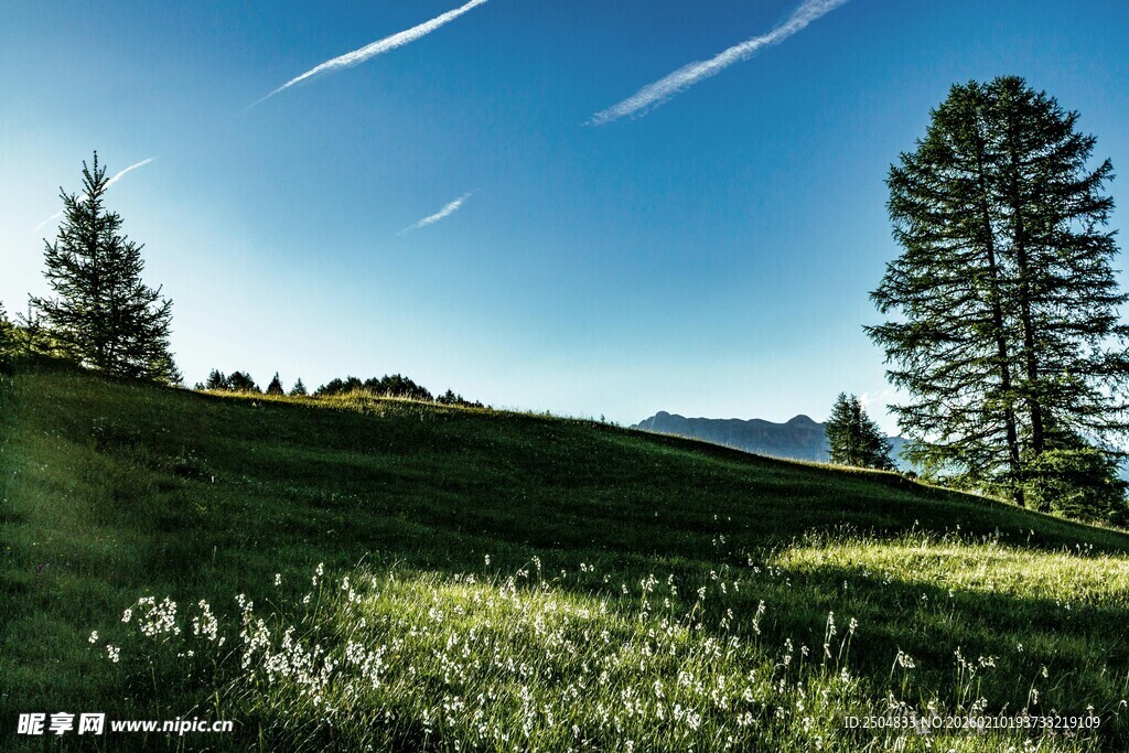 山间草地与挺拔树木风景