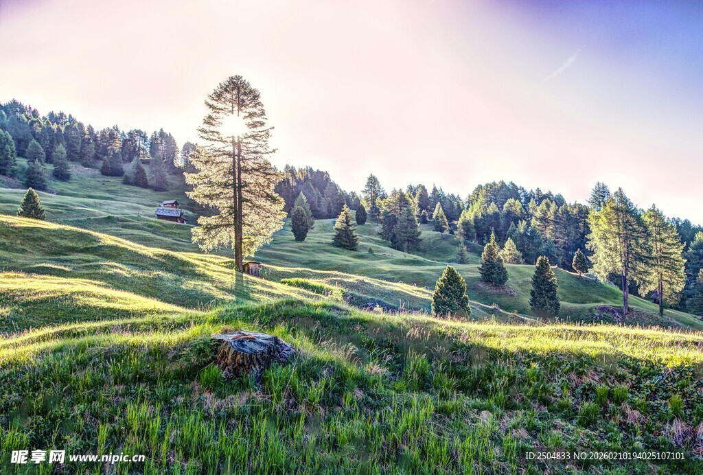 山间绿野中的挺拔孤树