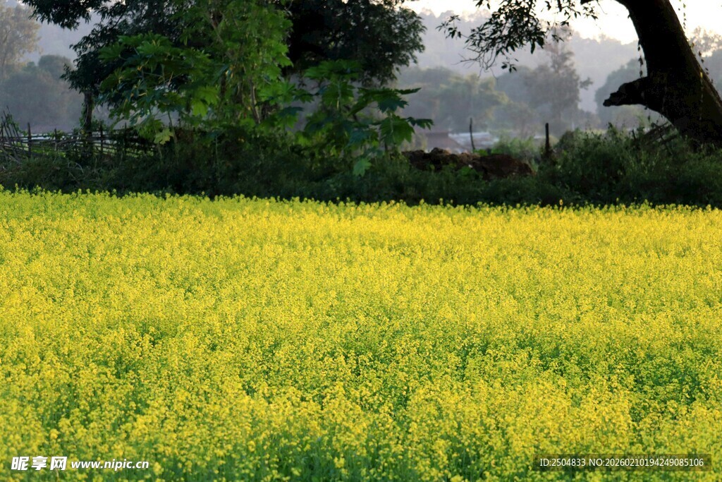 金黄油菜花田的美丽景致