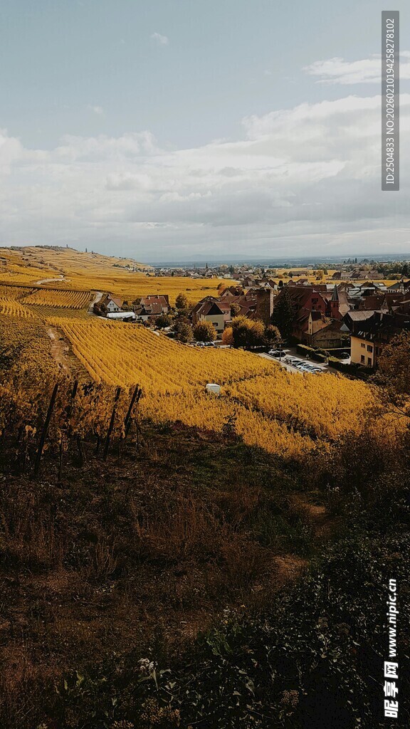 金黄田野中的村落风光