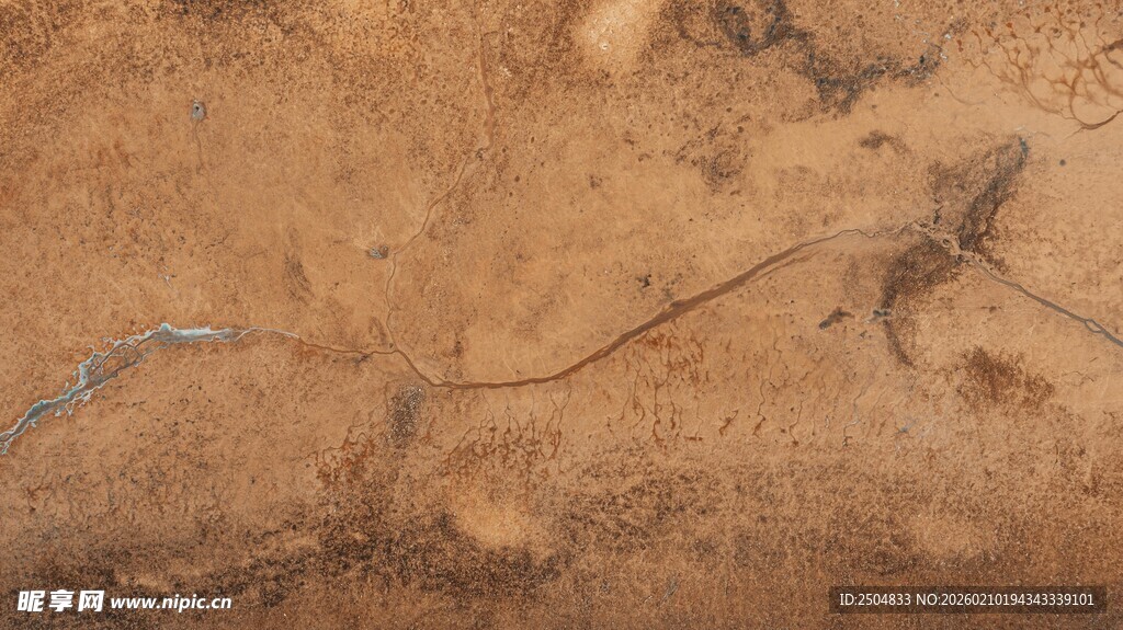 地面上爬行的蜥蜴