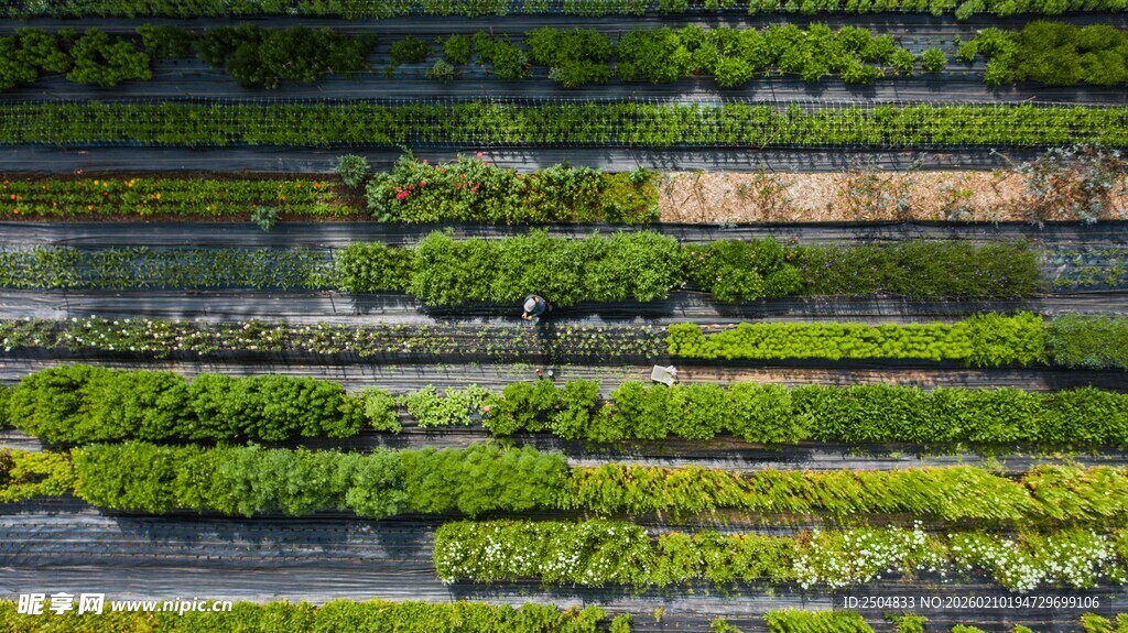 绿植覆盖的阶梯景观
