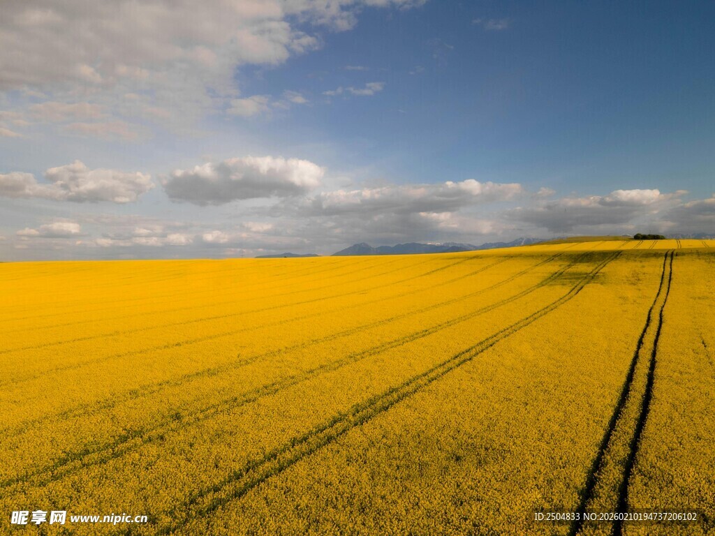 金黄油菜田 田园风光美