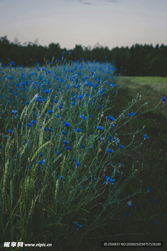 蓝色花海田园风光美景