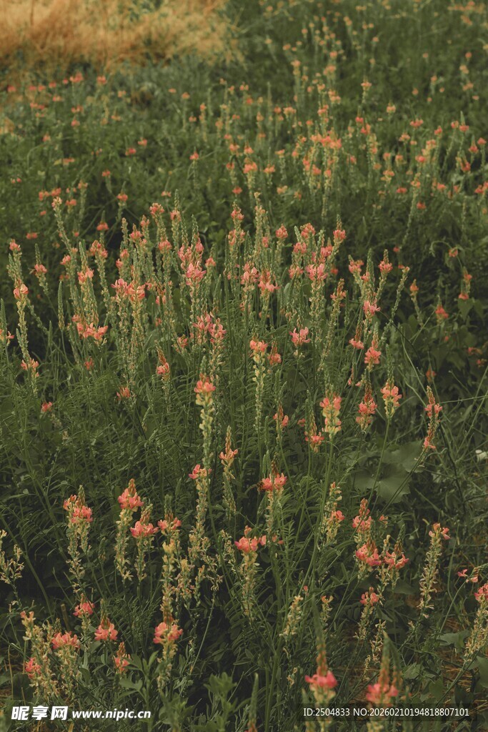 田野中的绚烂野花景观
