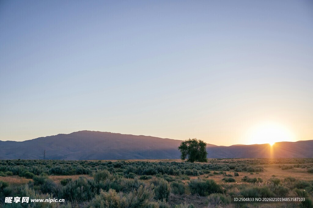 夕阳下原野中的孤树