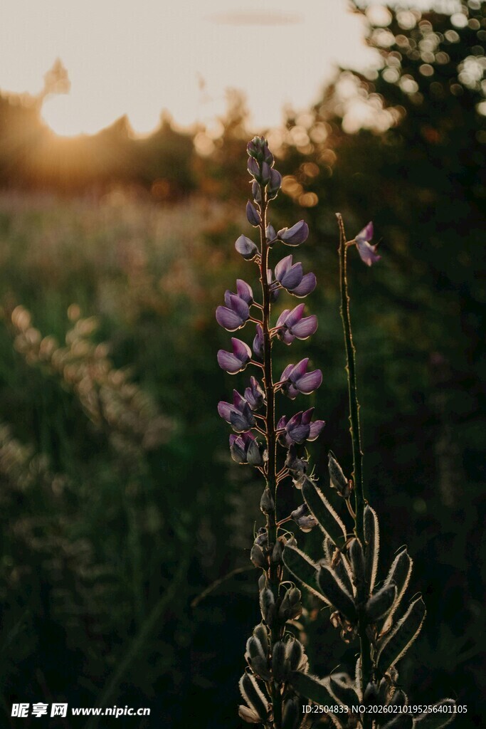 夕阳下的紫色花草