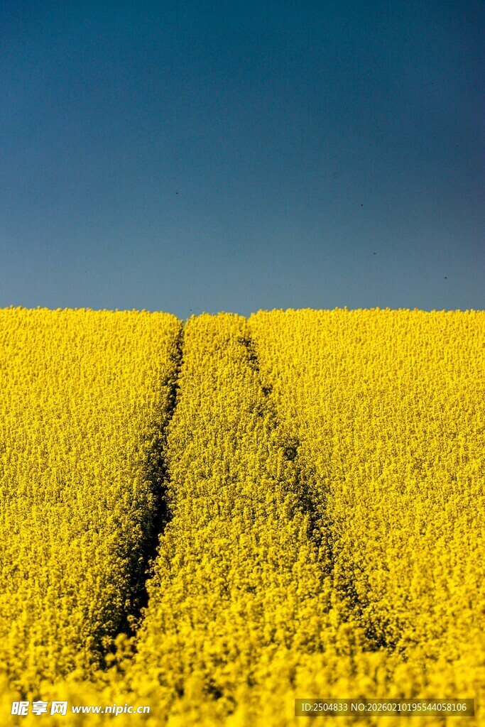 金黄花海中的车辙痕迹