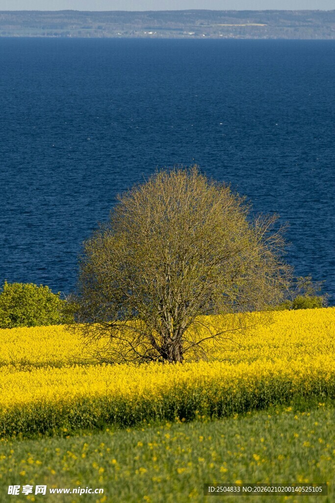 湖畔孤树旁的金黄花田